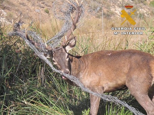 Liberado un ejemplar de ciervo macho atrapado en un vallado cinegético en Casas de Lázaro