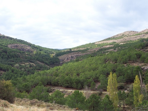 Sierra de los Filabres cuenta con 6.929 larvas de Sapo Partero y aumenta de 5 a 13 localidades
