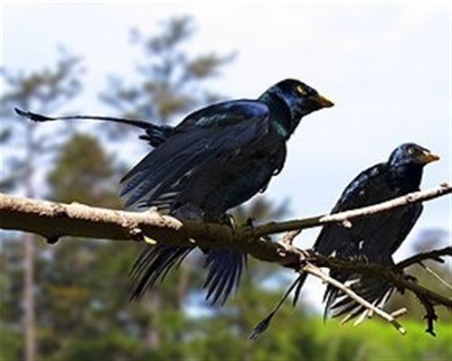 Dinosaurio de cuatro alas