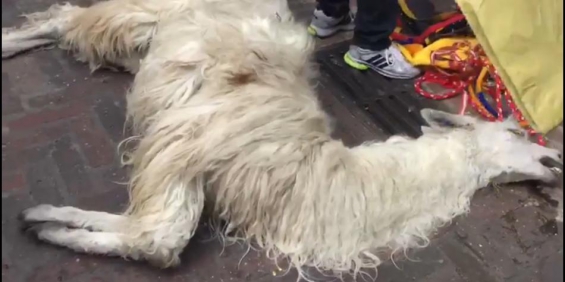 Colombia. Indignación por una llama que yace agonizante en Bogotá