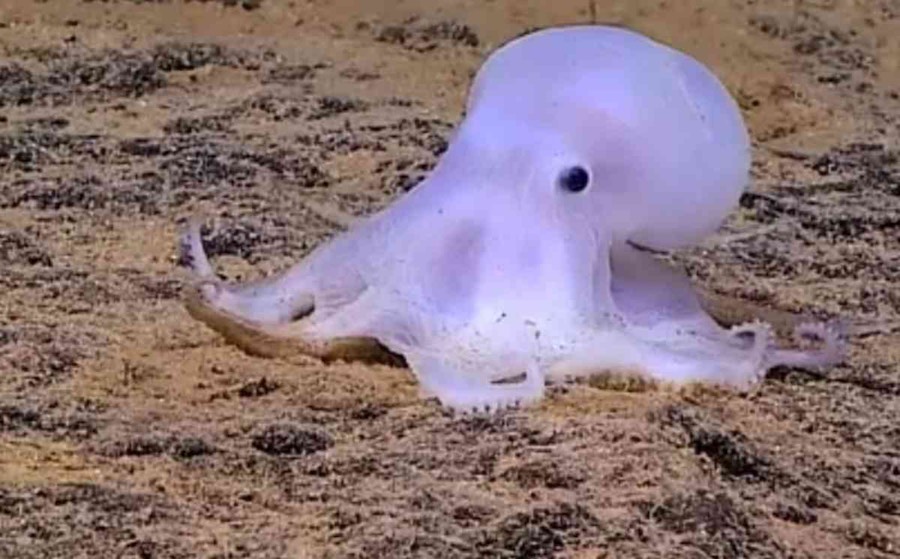 No te pierdas el VIDEO de esta nueva especie de pulpo