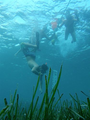 Comunidad Valenciana. Un equipo de la UCV instala el primer sendero submarino de la Comunitat en la cara oeste del Peñón de Ifach