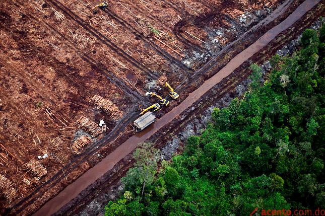 Deforestadas unas 1.764 hectáreas de bosques paraguayos en menos de un año