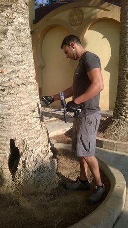 Tratamiento mediante endoterapia para salvar las palmeras con picudo rojo