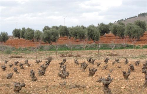 La PAC debe tener en cuenta la diversidad del campo español