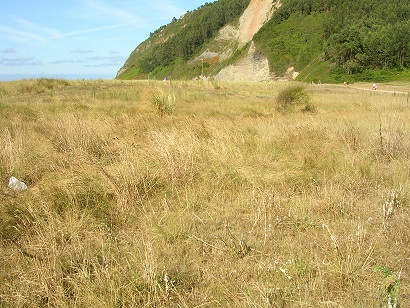 Asturias. Las dunas de Rodiles amenazadas por las especies exoticas