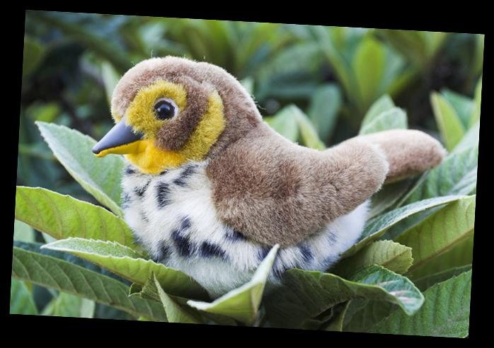 Participación del proyecto BIRDs en el Galileo Masters