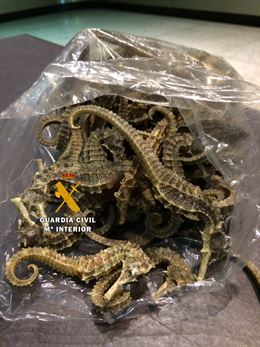 Un ciudadano chino pretendía introducir en España dos kilos de caballitos de mar disecados