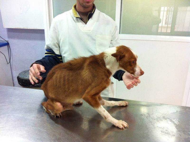 Maltrato y abandono de animales en España 2014