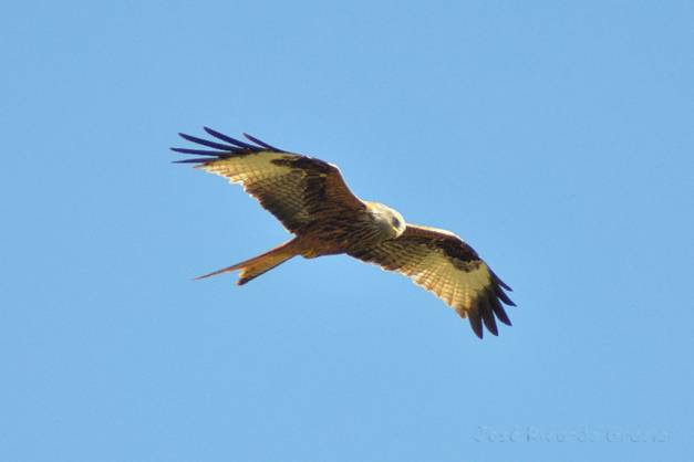 Sueltan a un ejemplar de milano real tras años de recuperación