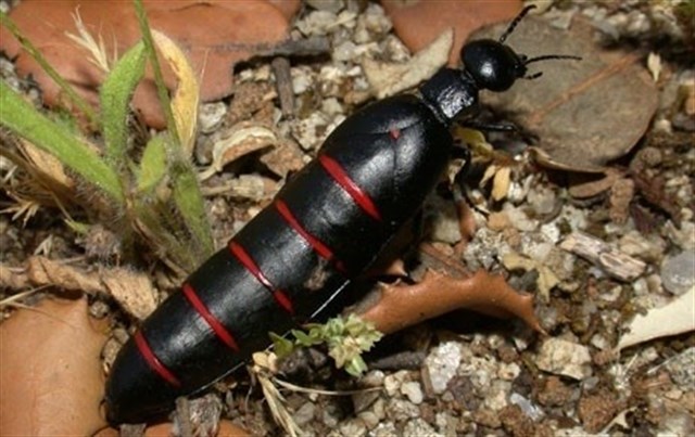 El color no importa en la toxicidad de escarabajos venenosos