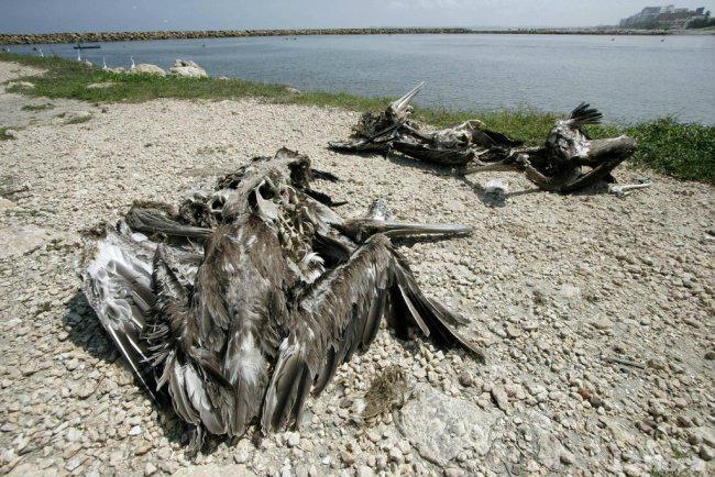 Perú investiga la causa de la muerte de cientos de pelícanos y delfines