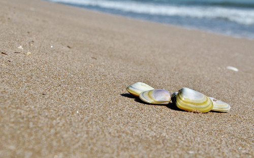 Preocupante acumulación de metales pesados en la costa valenciana