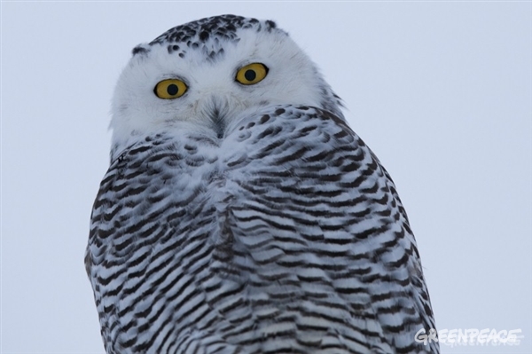 Shell abandona la perforación de petróleo en el Ártico para este año