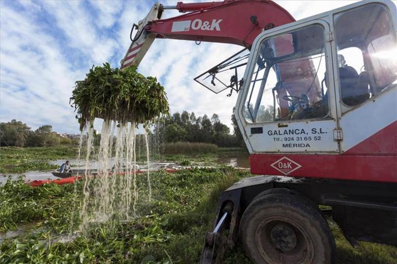 Ya se llevan 26 millones de euros para erradicar el camalote de Extremadura