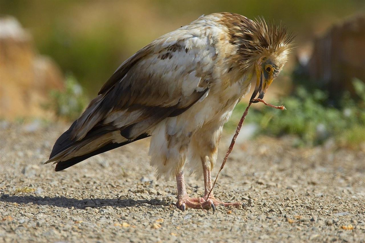 Andalucía acoge a dos docenas de parejas de alimoche