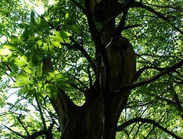 Medio Ambiente destina 10.000 euros a la recuperación de La Castañera