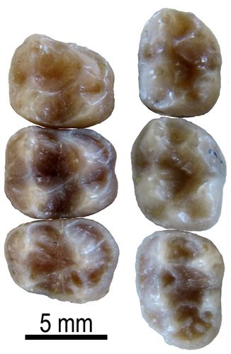 Describen un nuevo género de primate extinto en Cataluña