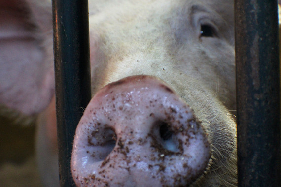 Primera descripción para controlar los ‘torque teno sus virus’ en cerdos
