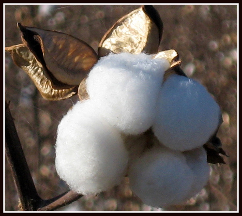 COAG y Greenpeace denuncian que tras el algodón transgénico se esconde un gran engaño