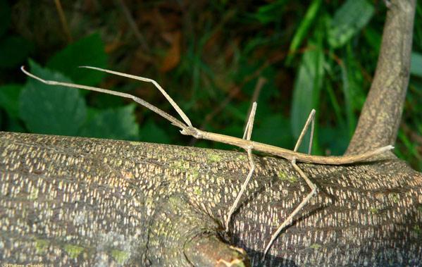 Censando la biodiversidad de Barcelona entre todos: Proyecto BioBlitz