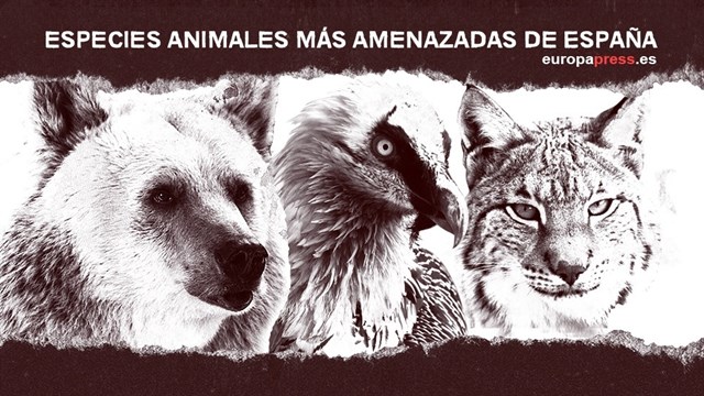 Las especies animales más amenazadas de España