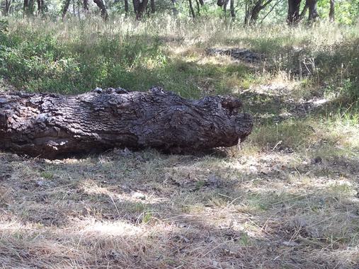 Los microorganismos de suelos mediterráneos son muy resistentes al cambio climático