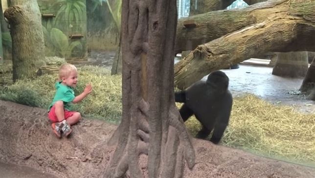 Una cría de gorila y un niño jugando al ‘escondite’ (Vea VIDEO)