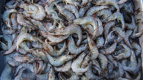 El cambio climático y la explotación masiva del camarón mexicano ponen en riesgo su viabilidad