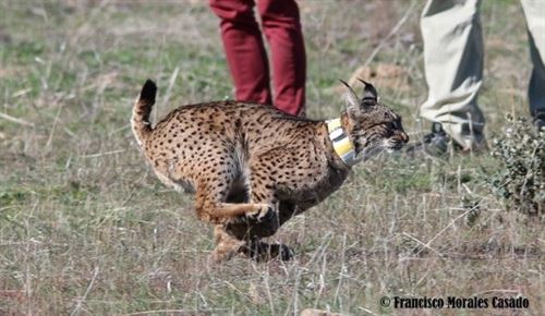 Liberan una hembra de lince ibérico en los Montes de Toledo