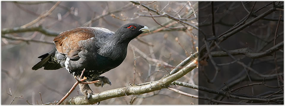 SEO/BirdLife trabaja en la protección de los refugios invernales del urogallo