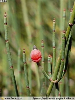 Las plantas autóctonas de ambientes mediterráneos áridos utilizan recursos para sobrevivir a la sequía estival
