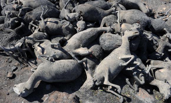 Los incendios forestales arrasan más que árboles