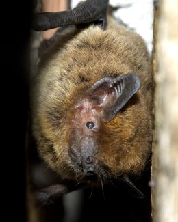 La recuperación ambiental del río Segura asegura el futuro de las especies amenazadas de murciélagos