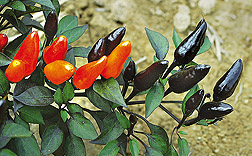 Cultivo del pimiento ornamental