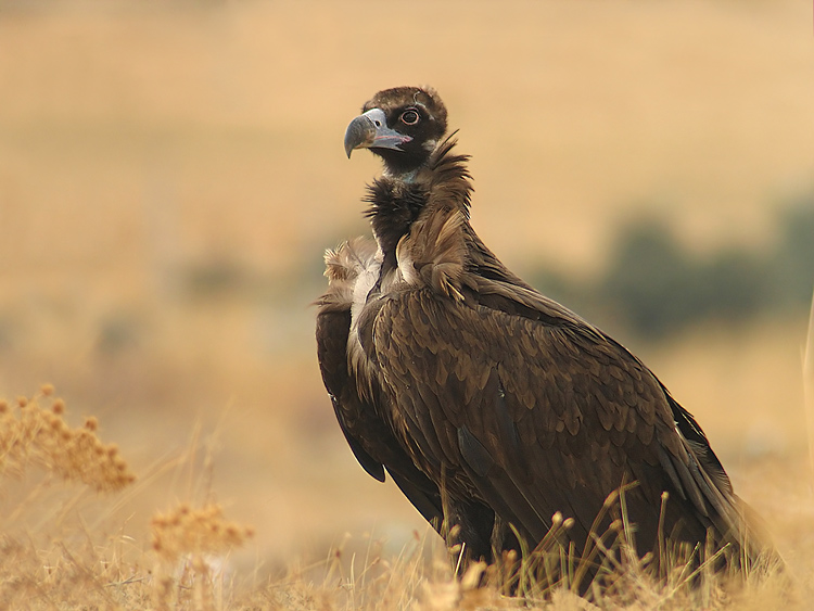 Liberado un buitre negro en Lleida tras operarle de la vista