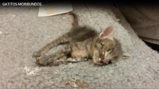 Sufrimiento animal en Getafe (Vea VIDEO)