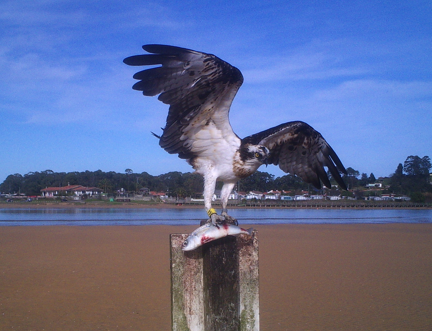 Exposición aguila pescadora FAPAS (Asturias)