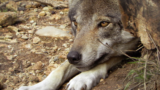 Contra la política de exterminio del lobo en el Parque de Picos de Europa
