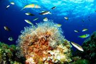 Oceana aportará el punto de vista marino en WILD10