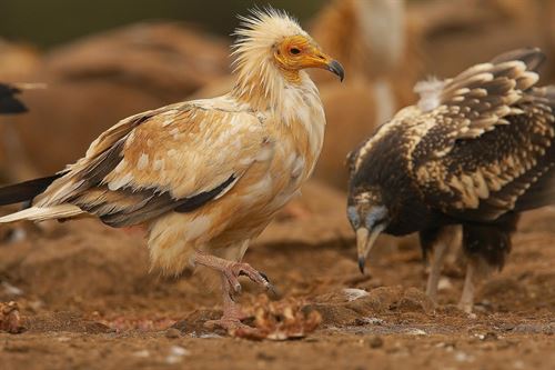 A debate el estado de conservación del alimoche