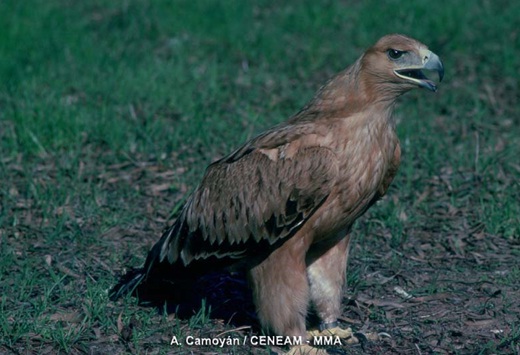 La conservación de la biodiversidad es un ‘reto colectivo’