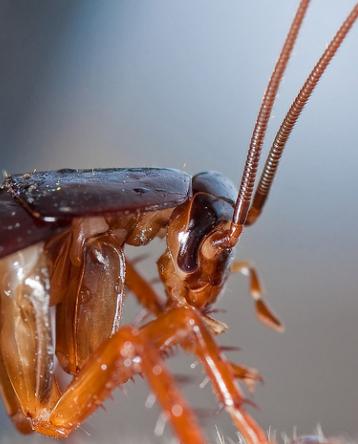 El cerebro de las cucarachas podría albergar nuevos antibióticos
