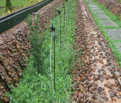 Las granjas de caracoles de Castilla y La Mancha a ‘buen ritmo’