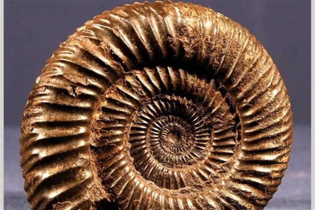 La evolución de la vida ancestral en ‘cuarentena’