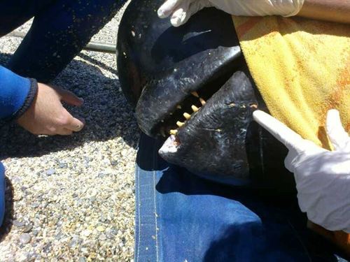 Muere una hembra de calderón común en las playas de Roquetas de Mar (Almería)