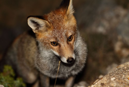 Los carnívoros no comen la carroña de sus semejantes porque provoca enfermedades