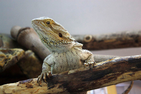 El cambio climático hará que el dragón barbudo no sea tan listo