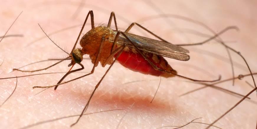 Eliminar arbustos invasivos podría ser una manera fácil de ayudar a reducir la transmisión de la malaria