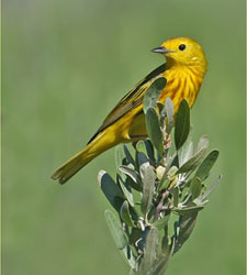 Canadá. Protegiendo uno de los lugares de mayor anidación de aves migratorias